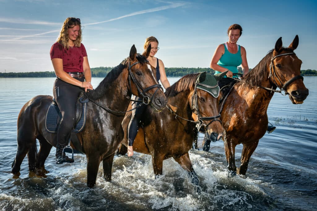 badende Pferde im Bergwitzsee