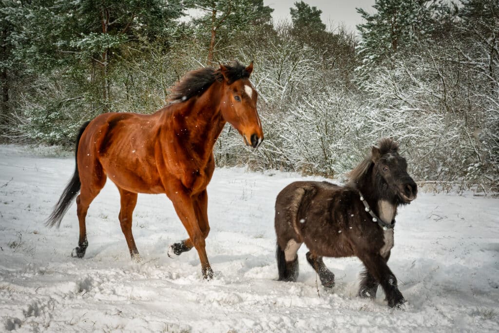 Pferde im Schnee 3 Pferde im Schnee