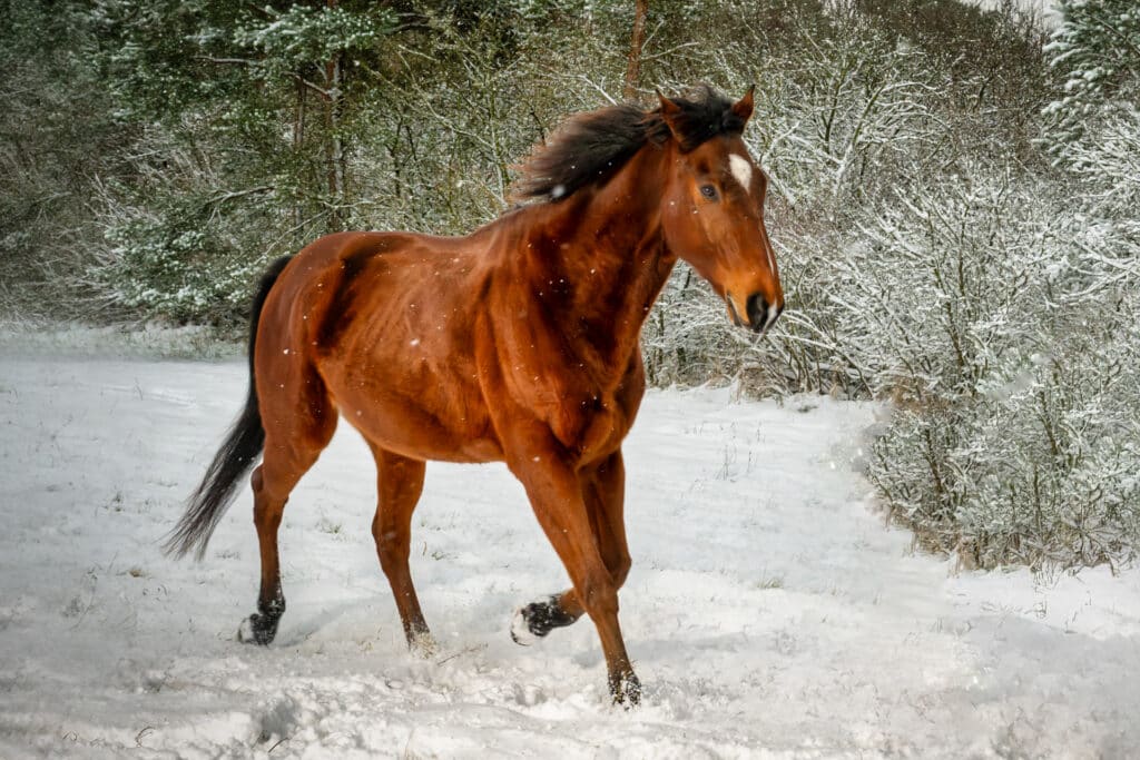 Pferde im Schnee 2 Pferd im Schnee