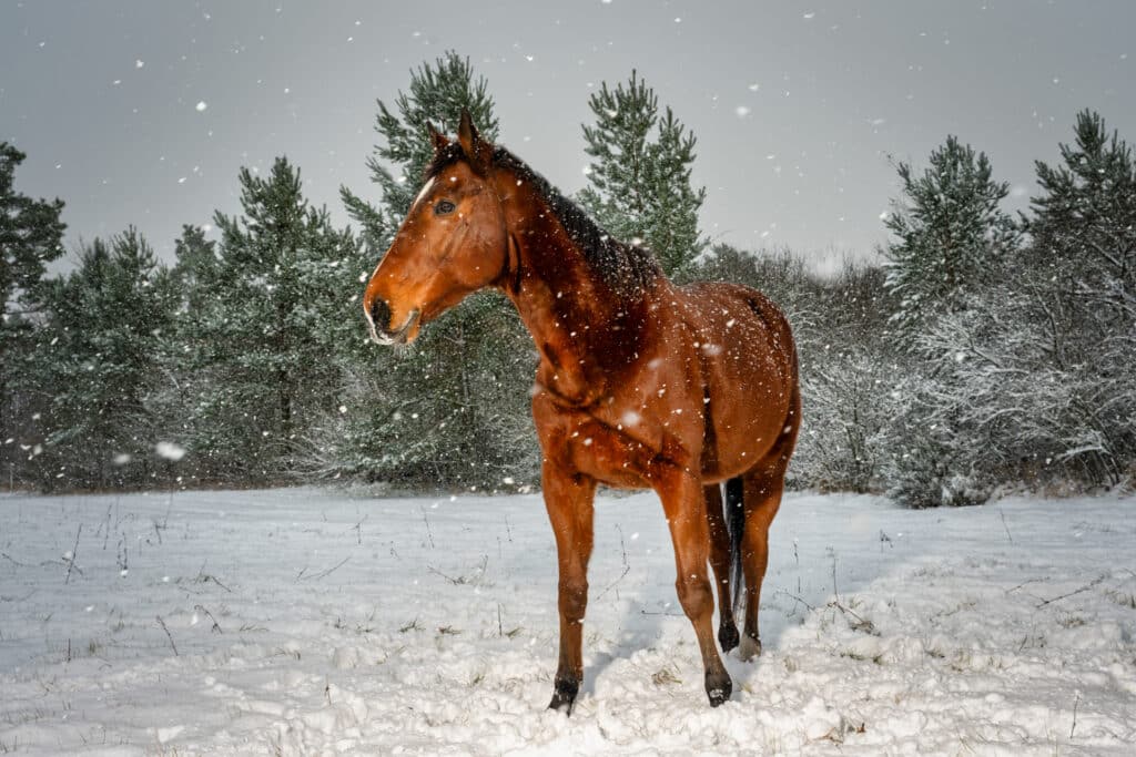 Pferde im Schnee 12 Pferd im Schnee